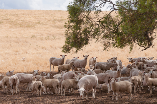 About the Materials: Super-Geelong Lambswool