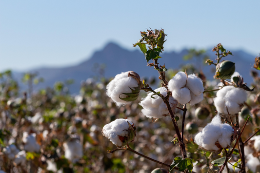 About the Materials: Pima Cotton