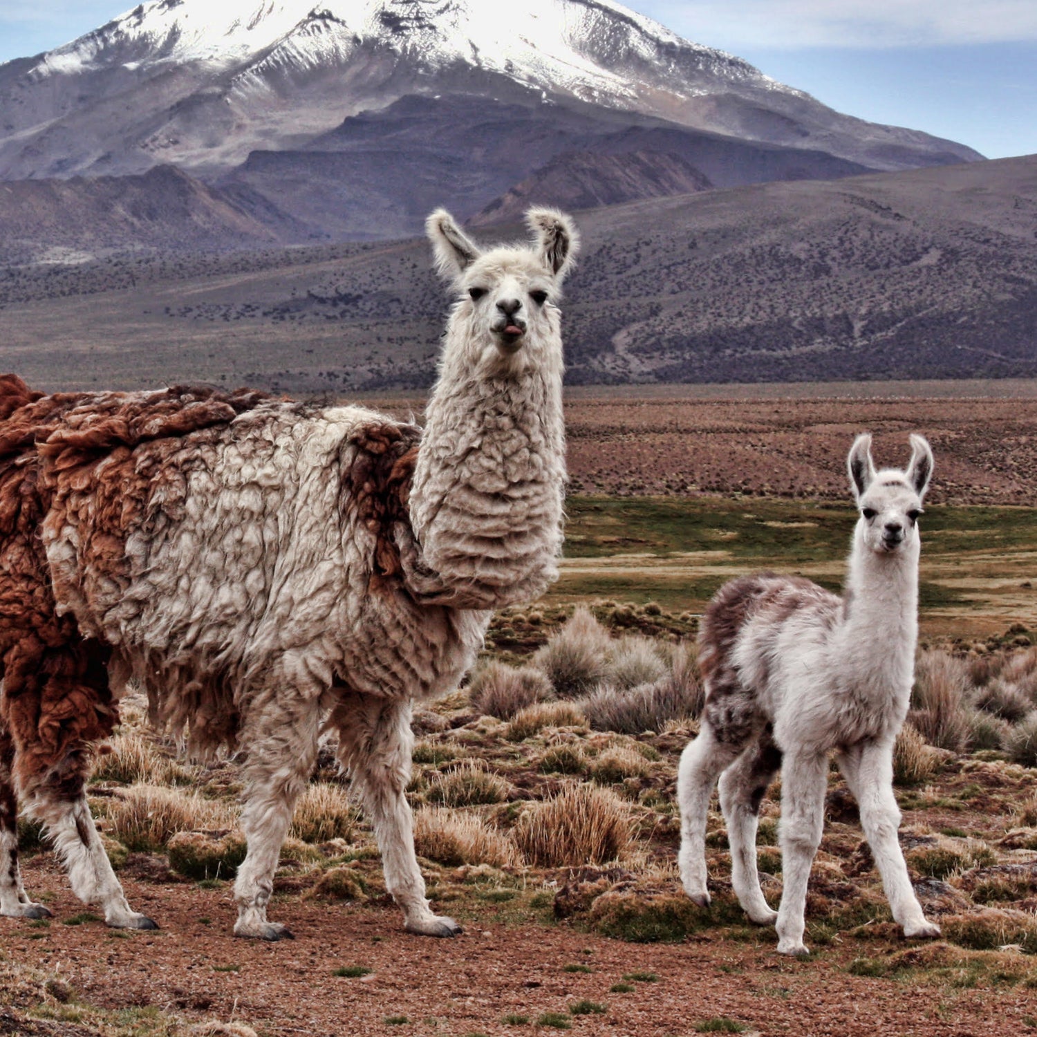 Men's Peruvian Alpaca Sweaters - The Lanam Shop