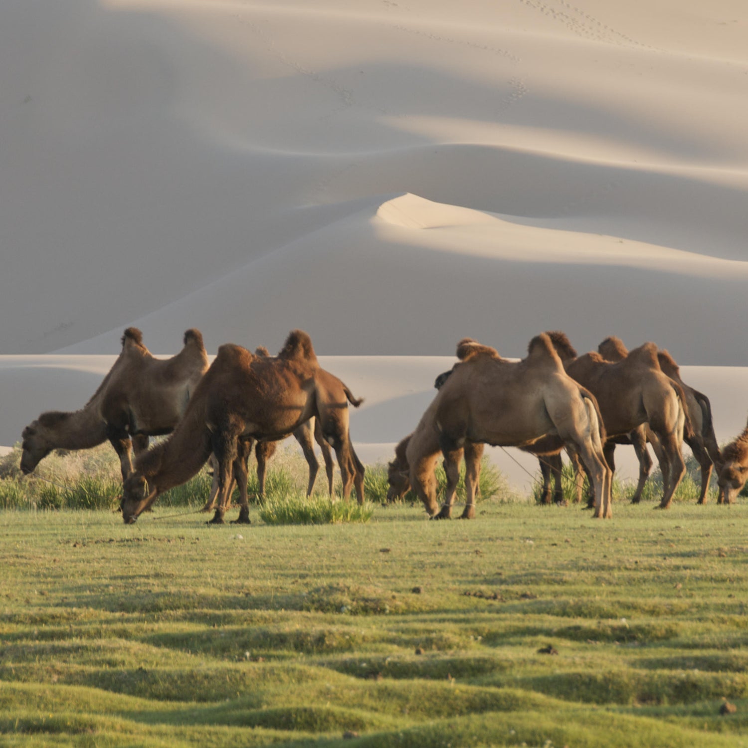 Men's Camel Hair