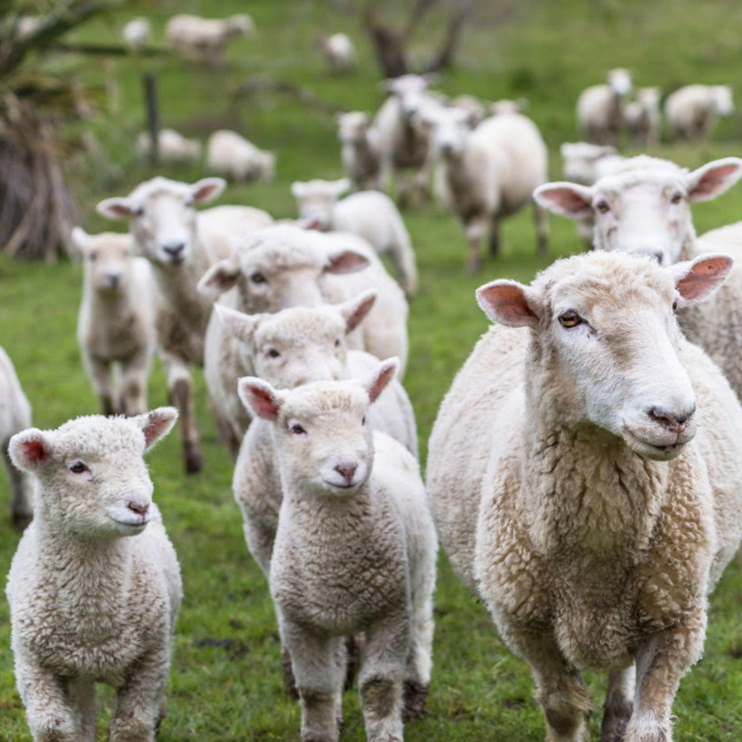 Men's Super-Fine Geelong & Merino Lambswool Sweaters