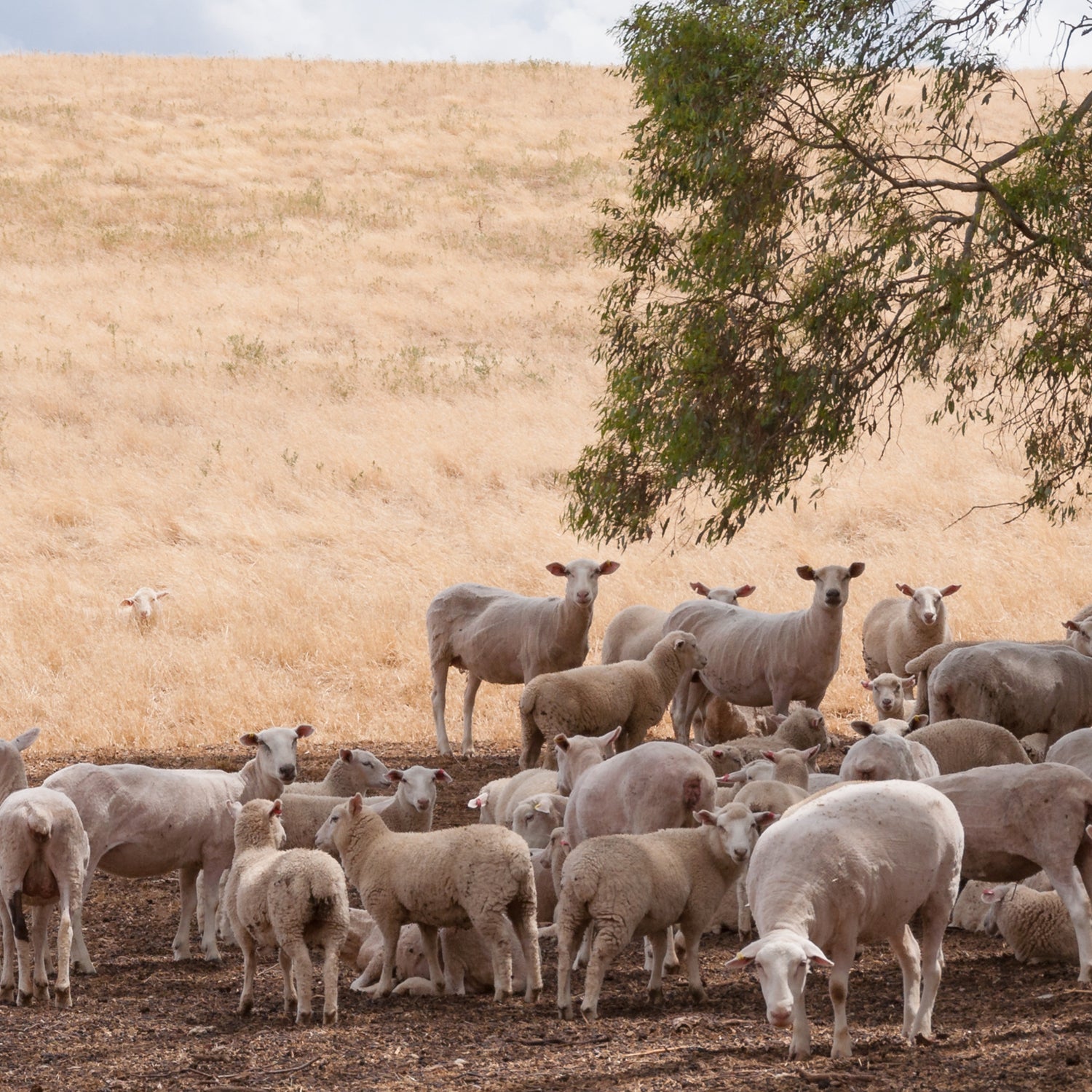 Men's Merino Wool