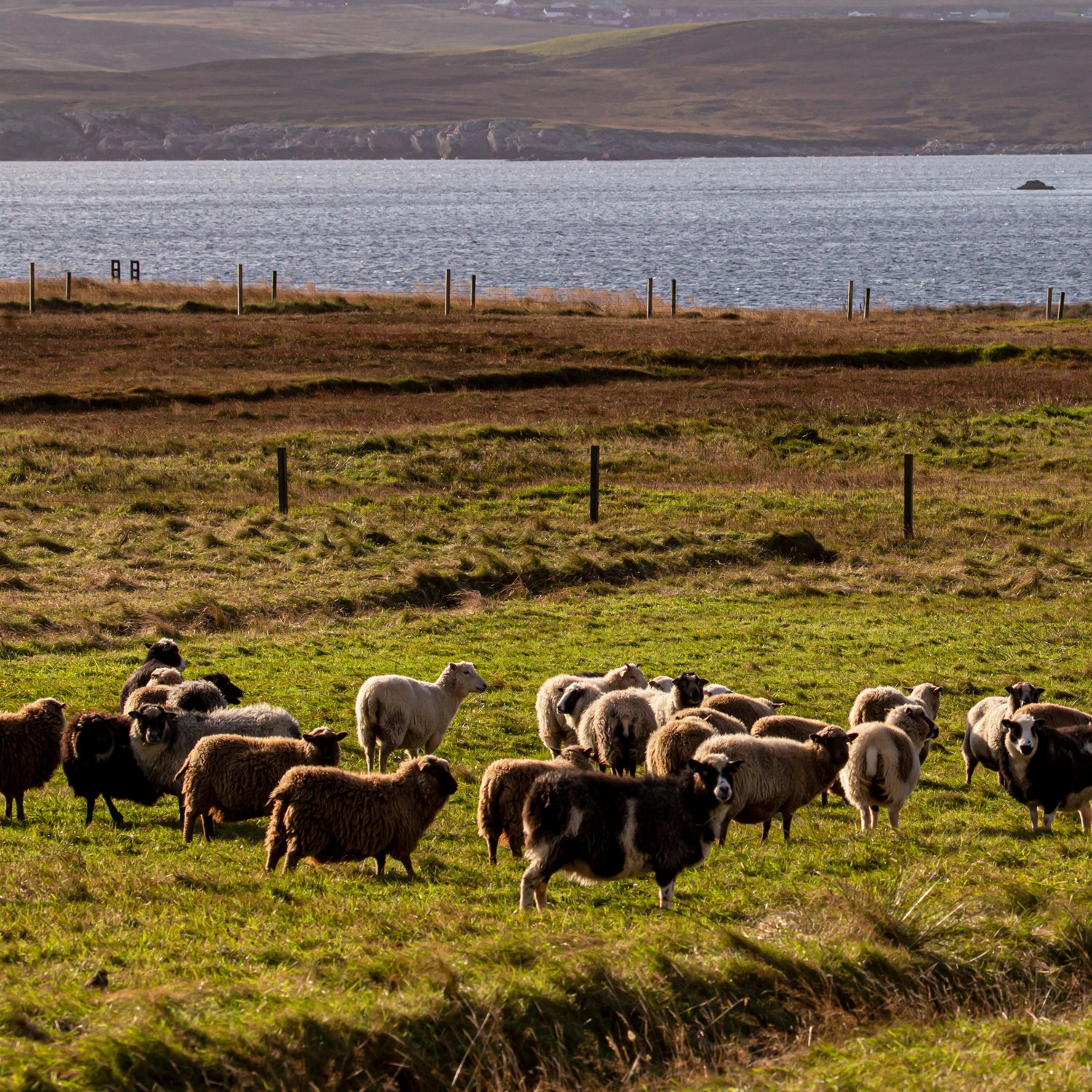 Men's Shetland Wool Sweaters from Scotland - The Lanam Shop