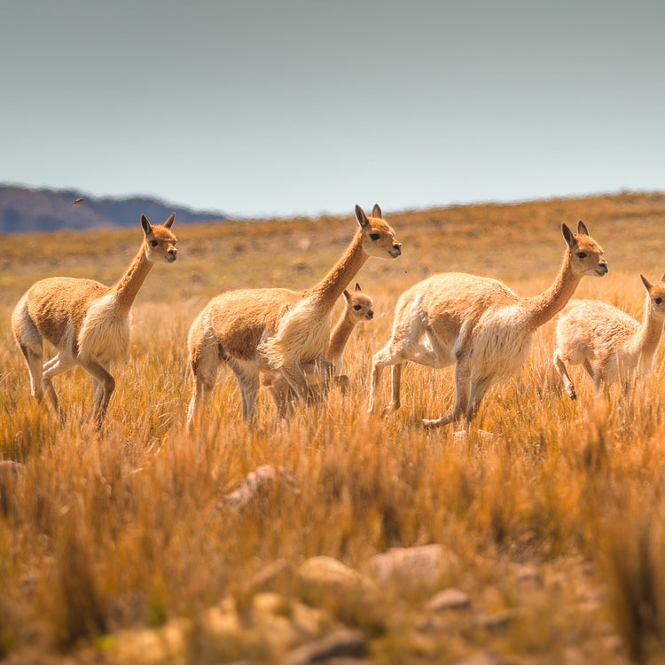 Men's Vicuña & Guanaco Collection